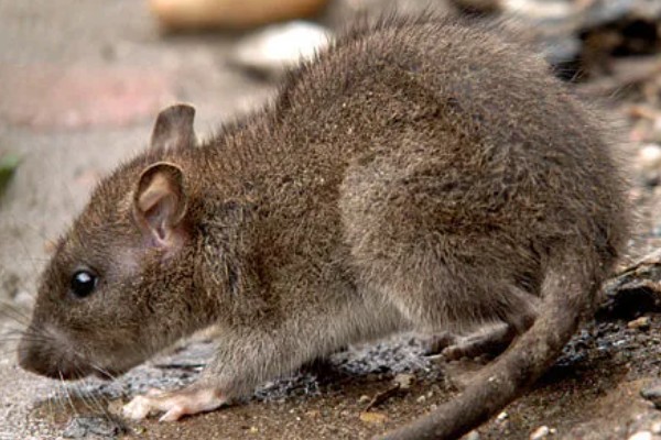 老鼠的繁殖期，繁殖期是45天左右