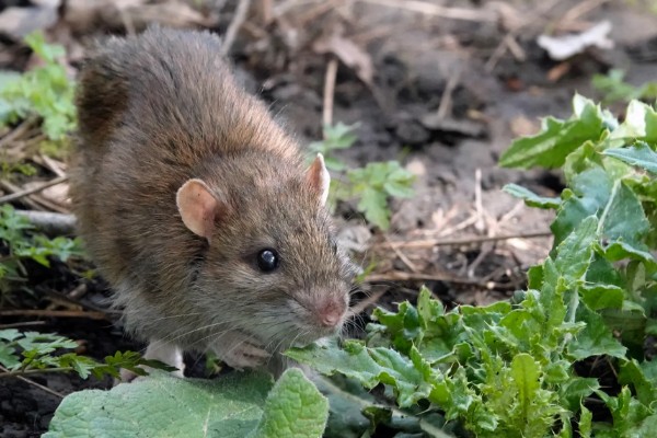 老鼠的繁殖期，繁殖期是45天左右