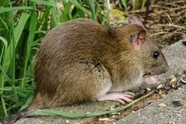 老鼠的繁殖期，繁殖期是45天左右