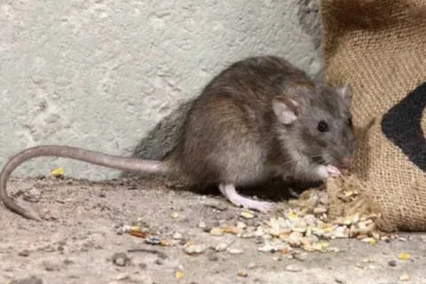 老鼠的繁殖期，繁殖期是45天左右