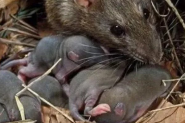 老鼠的繁殖期，繁殖期是45天左右