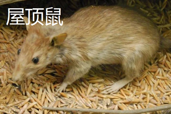 老鼠的繁殖期，繁殖期是45天左右