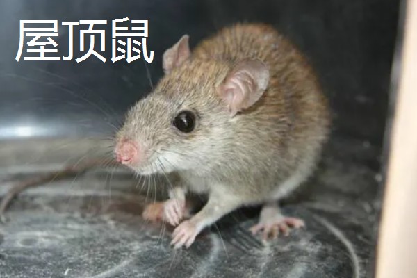 老鼠的繁殖期，繁殖期是45天左右