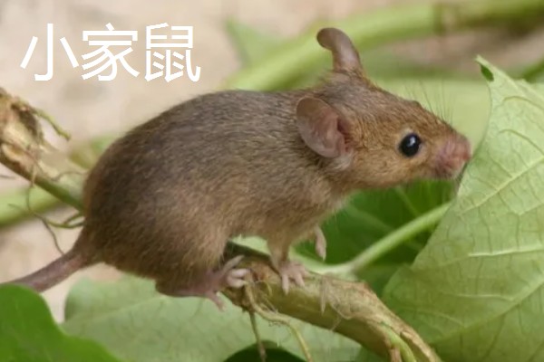 老鼠的繁殖期，繁殖期是45天左右