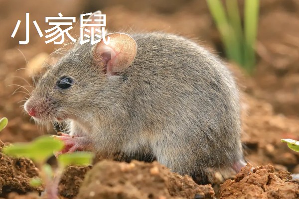 老鼠的繁殖期，繁殖期是45天左右