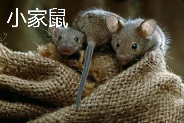 老鼠的繁殖期，繁殖期是45天左右