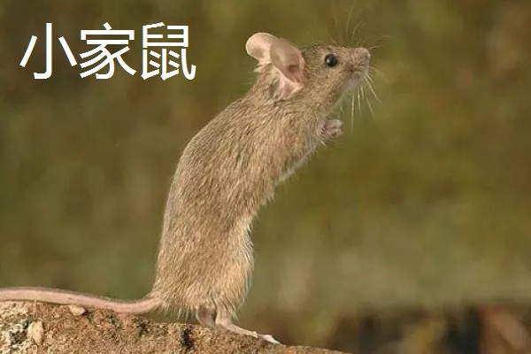 老鼠的繁殖期，繁殖期是45天左右