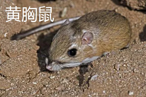 老鼠的繁殖期，繁殖期是45天左右