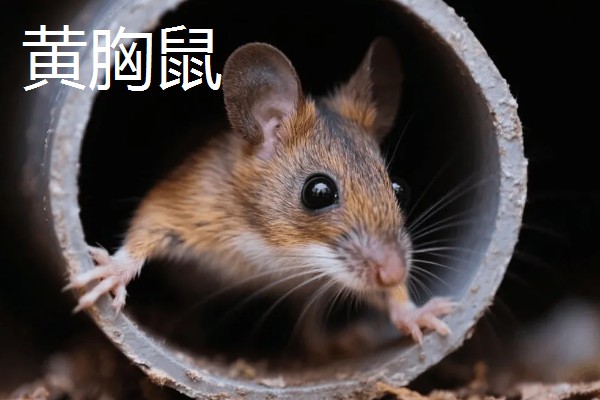 老鼠的繁殖期，繁殖期是45天左右