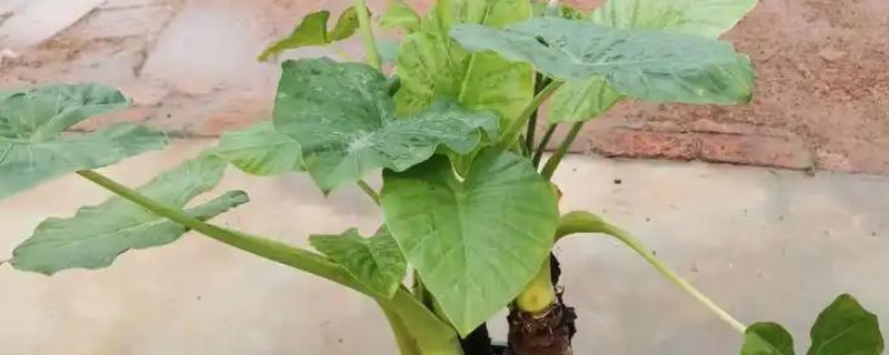 滴水观音放什么位置好，可以放在阳台、客厅等位置