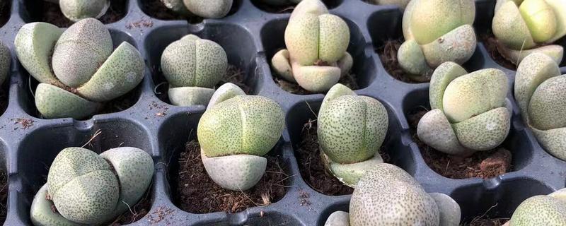 帝玉上盆需要修根吗，需要修根