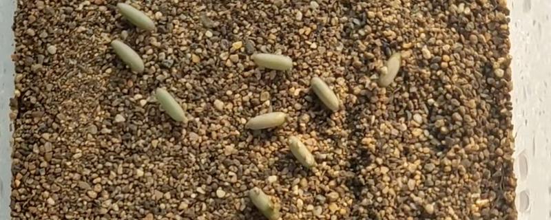 蝈蝈卵几天可以孵化出小蝈蝈，要根据气温决定