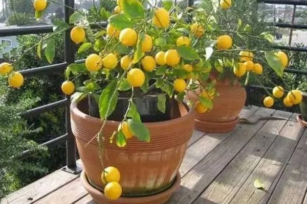 南方适合在阳台上种什么水果，以喜温热的亚热带、热带水果为宜