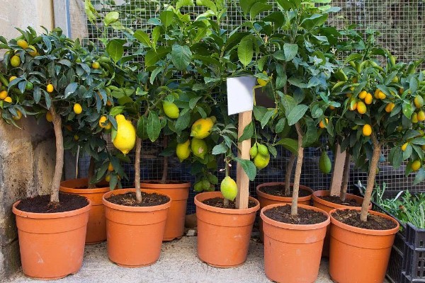 南方适合在阳台上种什么水果，以喜温热的亚热带、热带水果为宜