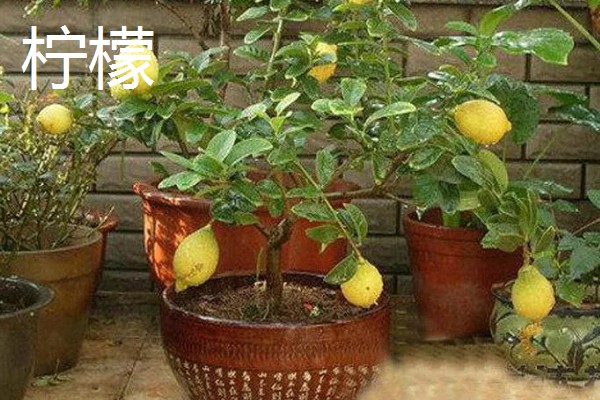 南方适合在阳台上种什么水果，以喜温热的亚热带、热带水果为宜