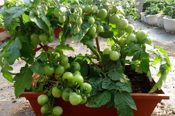 南方适合在阳台上种什么水果，以喜温热的亚热带、热带水果为宜