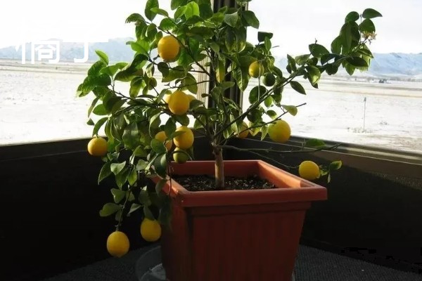 南方适合在阳台上种什么水果，以喜温热的亚热带、热带水果为宜