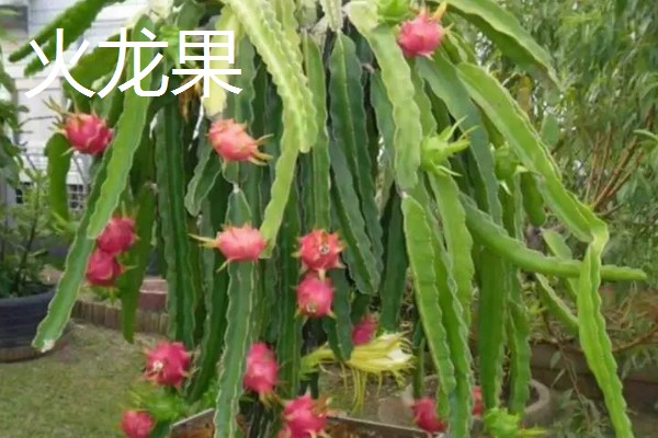 南方适合在阳台上种什么水果，以喜温热的亚热带、热带水果为宜