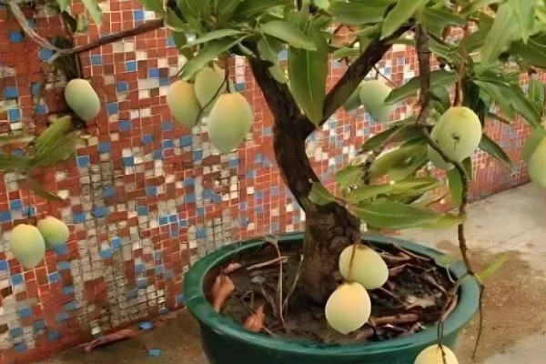 南方适合在阳台上种什么水果，以喜温热的亚热带、热带水果为宜