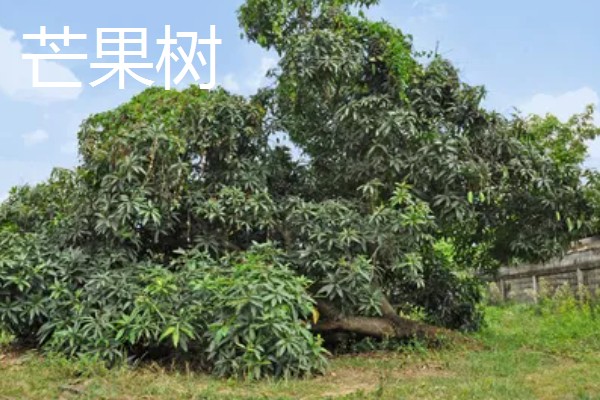 南方适合在阳台上种什么水果，以喜温热的亚热带、热带水果为宜