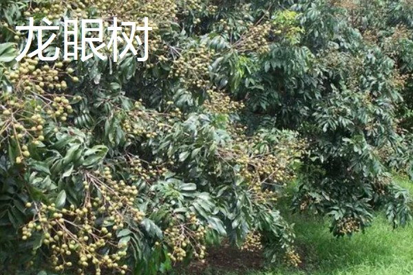 南方适合在阳台上种什么水果，以喜温热的亚热带、热带水果为宜