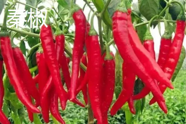 秦椒的外观特征，果顶渐尖且微弯、果面有凸起的油点