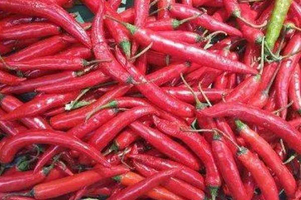 秦椒的外观特征，果顶渐尖且微弯、果面有凸起的油点