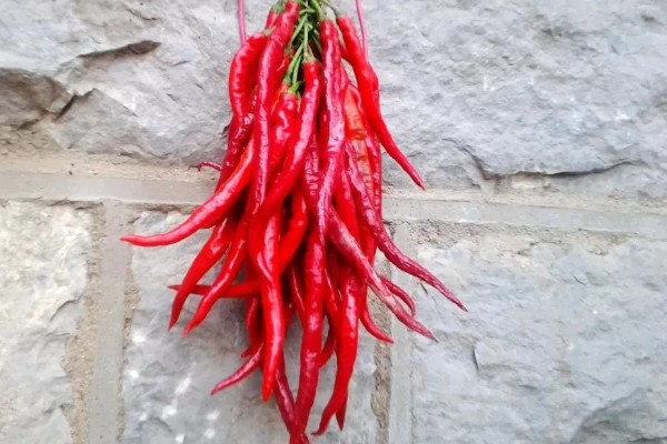 秦椒的外观特征，果顶渐尖且微弯、果面有凸起的油点