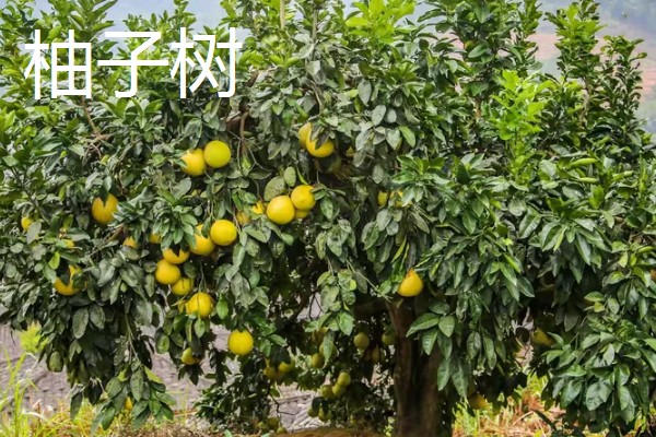 南方适合在阳台上种什么水果，以喜温热的亚热带、热带水果为宜