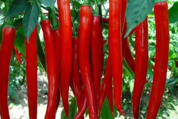 秦椒的外观特征，果顶渐尖且微弯、果面有凸起的油点