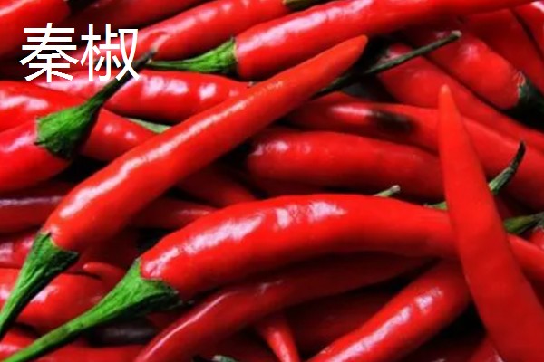 秦椒的外观特征，果顶渐尖且微弯、果面有凸起的油点