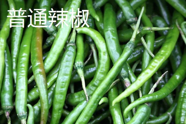 秦椒的外观特征，果顶渐尖且微弯、果面有凸起的油点