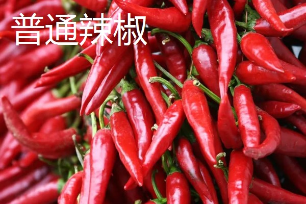 秦椒的外观特征，果顶渐尖且微弯、果面有凸起的油点