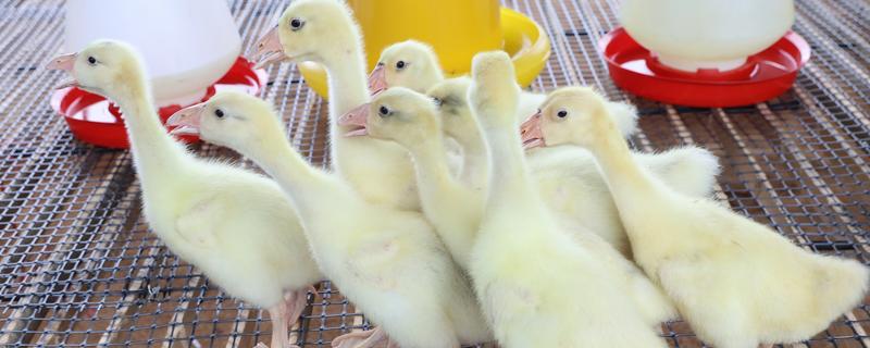 怎么饲养刚买回来的小鹅，根据出生天数控制室温