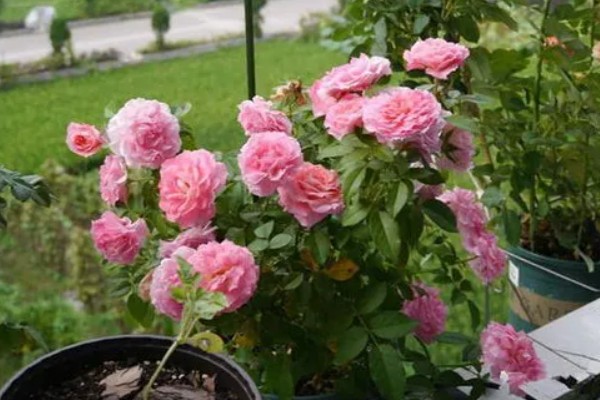 蔷薇的种植方法,一年四季均可种植