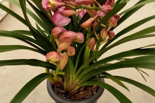 大叶蕙兰花开败后如何处理,需及时修剪掉开败后的残花