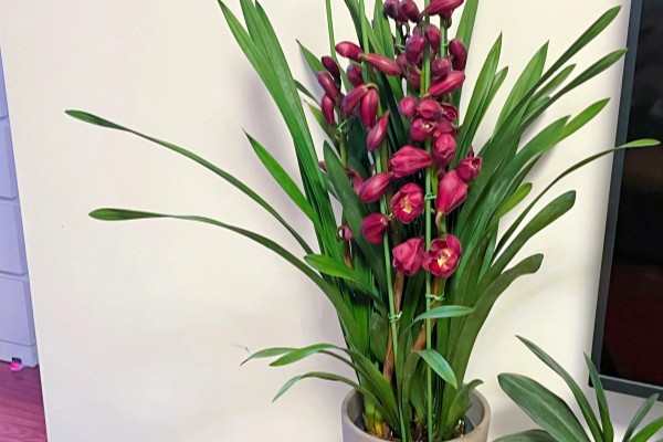 大叶蕙兰花开败后如何处理,需及时修剪掉开败后的残花