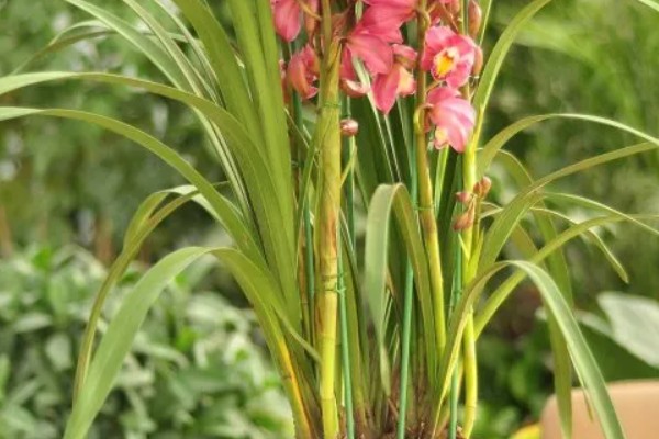 大叶蕙兰花开败后如何处理,需及时修剪掉开败后的残花