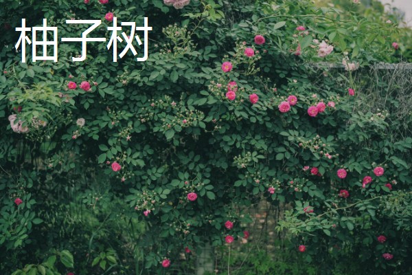 蔷薇的种植方法,一年四季均可种植