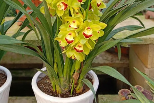 大叶蕙兰花开败后如何处理,需及时修剪掉开败后的残花