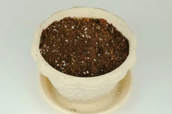 蔷薇的种植方法,一年四季均可种植