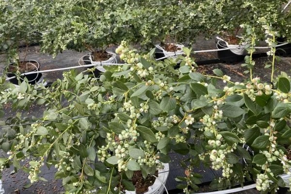 顶架蓝莓的品种介绍，属于中熟的北高丛蓝莓品种