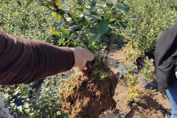 顶架蓝莓的品种介绍，属于中熟的北高丛蓝莓品种