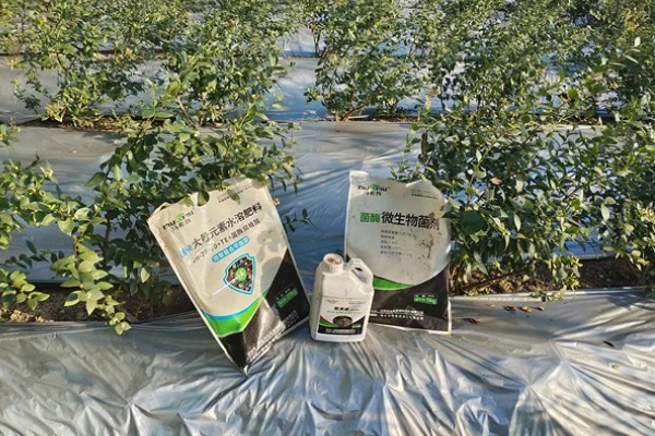 顶架蓝莓的品种介绍，属于中熟的北高丛蓝莓品种