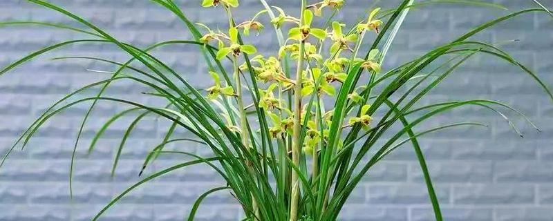 兰花如何种植，生长期每隔1个月追肥一次