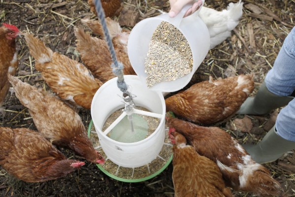 母鸡吃自己下的蛋怎么处理，要考虑补充钙