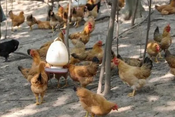 母鸡吃自己下的蛋怎么处理，要考虑补充钙