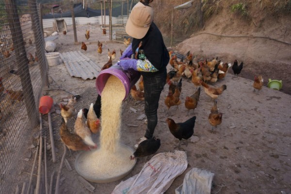 母鸡吃自己下的蛋怎么处理，要考虑补充钙
