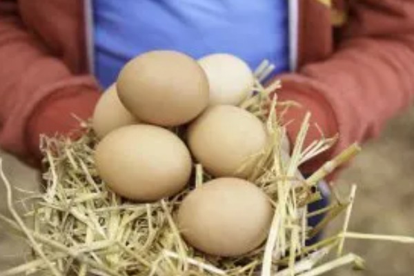 母鸡吃自己下的蛋怎么处理，要考虑补充钙