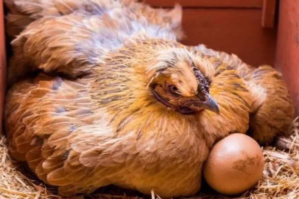 母鸡吃自己下的蛋怎么处理，要考虑补充钙